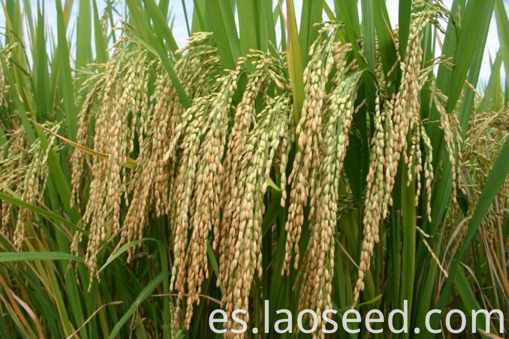 Good Price For Hybrid rice